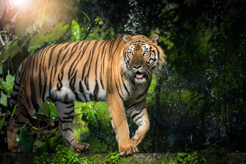 The tiger is looking for food in the forest. (Panthera tigris corbetti) in the natural habitat, wild dangerous animal in the natural habitat, in Thailand.