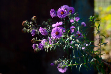 Purple flowers in the garden. Violet flowers - Aromatic Aster or other name Symphyotrichum oblongifolium.