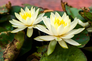 two very beautiful soft yellow water lily macro                                          