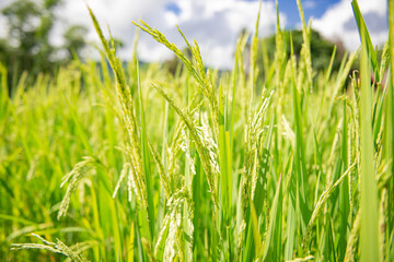Green rice fields are getting their produce that is not fully ripe.