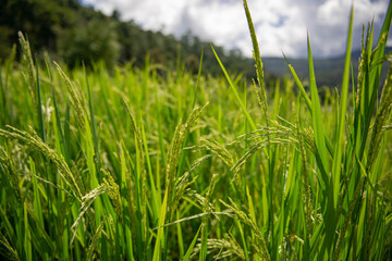 Green rice fields are getting their produce that is not fully ripe.
