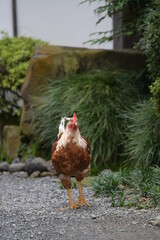 境内で放し飼いの鶏