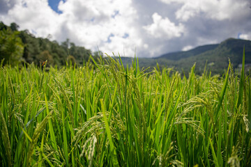 Green rice fields are getting their produce that is not fully ripe.