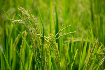 Green rice fields are getting their produce that is not fully ripe.