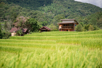 Fototapeta na wymiar Green rice fields are getting their produce that is not fully ripe.