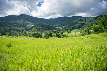 Green rice fields are getting their produce that is not fully ripe.