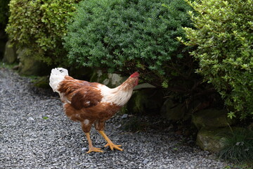 境内で放し飼いの鶏