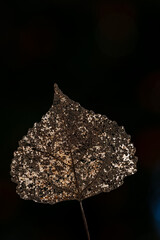 Closeup of a decomposed leaf with blur background