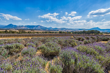 lavender field