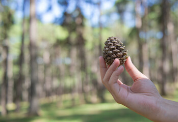 tourist is holding pine seeds in a beautiful pine forest