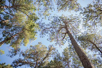 
Beautiful pine forest that grows on the mountains.