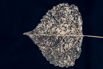 Closeup of decomposed leaf with white background 