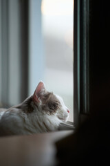 窓の隣で寝ている猫