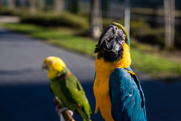 Closeup of Parrots