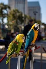 Closeup of Parrots
