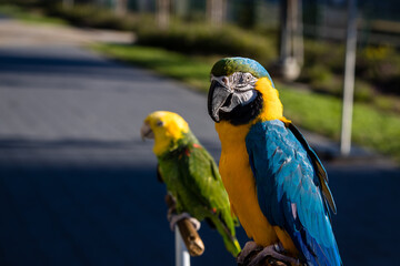 Closeup of Parrots