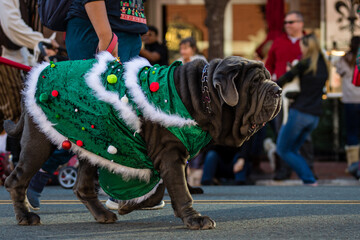 Fototapeta na wymiar Pets parade at San Diego downtown