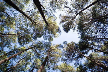 Fototapeta premium Beautiful pine forest that grows on the mountains.