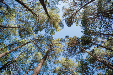 
Beautiful pine forest that grows on the mountains.