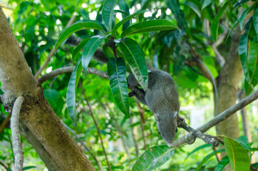 Squirrel on tree branch. Squirrel in nature. Cute squirrel on tree branch. Squirrel portrait