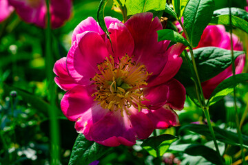 Chinesische Pfingstrose