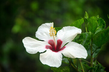 Beautiful white big hibiscus flower (Hibiscus rosa sinensis) on green nature background.