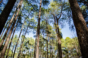 Fototapeta premium Beautiful pine forest that grows on the mountains.