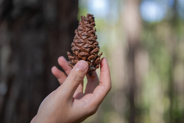 tourist is holding pine seeds in a beautiful pine forest