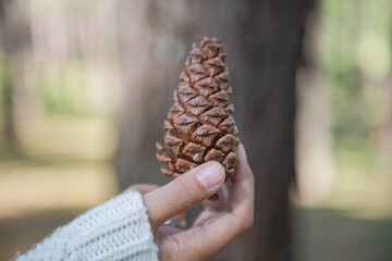 tourist is holding pine seeds in a beautiful pine forest
