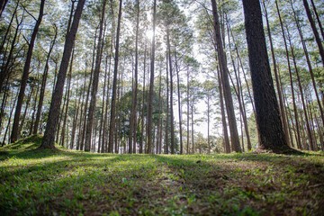 Obraz premium Beautiful pine forest that grows on the mountains.