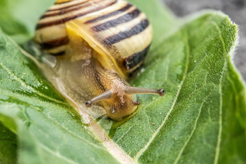Burgundy snail Helix on the forest surface in natural environment macro close-up images nature focus depth