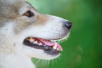 Close-up of beside face a dog.