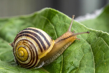 Burgundy snail Helix on the forest surface in natural environment macro close-up images nature focus depth