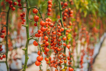 Farm of tasty red cherry tomatoes on the bushes