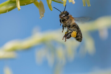 Honey bee in flight