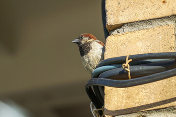  Sparrow sits on cables laid across the corner of a brick house.