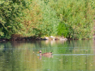 Close up shot of a Ruddy duck swimming in a pond