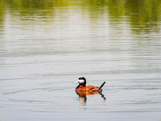 Close up shot of a Ruddy duck swimming in a pond