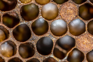 Honey bee beehive Wax Frame with bees breed, eggs and worms next generation