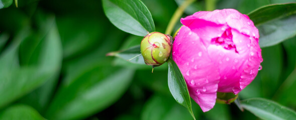 unopened Bud of peony in the garden. Green bud of peony surrounded by green leaves close-up.fresh peony bud in the home garden.Natural background, leaves