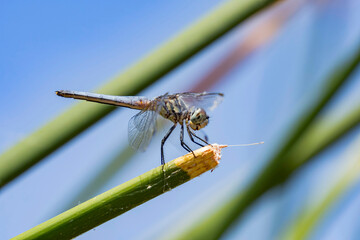 Close up shot of a Blue dasher resting