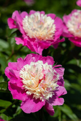 Beautiful pink peonies in the garden.