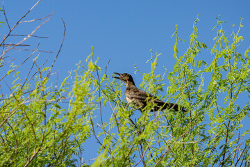 Close up shot of a Great tailed Grackle resting on a branch