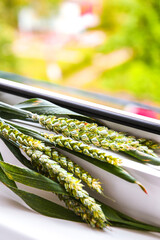 Cereal Plant grass close-up on windowsill. Copy space for text. Wheat spike plant