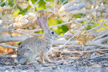 Close up shot of a cute Cottontail rabbit