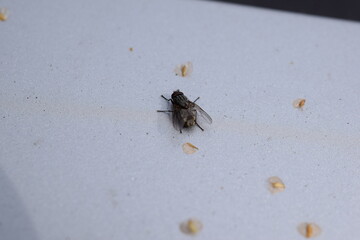 live fly on the hood of the car
