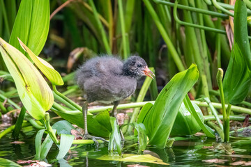 A little moorhen chick walks on the leaves of water lilies.