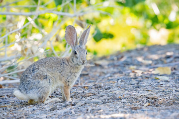 Close up shot of a cute Cottontail rabbit