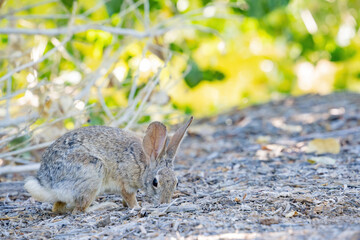 Close up shot of a cute Cottontail rabbit