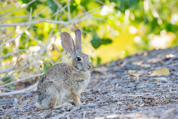 Naklejka na ściany i meble Close up shot of a cute Cottontail rabbit